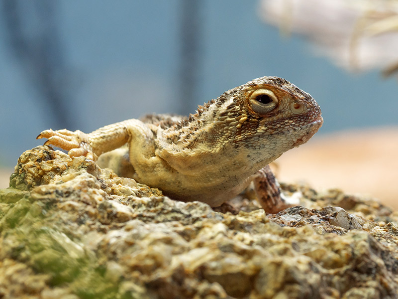 Grassland Earless Dragon at Tidbinbilla breeding facility.