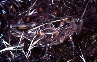 Perunga grasshopper